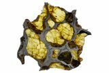 Polished Imilac Pallasite Meteorite (g) Slice #302095-1